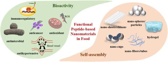 Trends Food Sci. Technol. | 福州大學汪少蕓教授:食品工業中制備肽基納米材料的新觀點