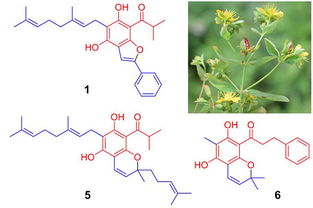 昆明植物所在異戊烯基雜合酰基間苯三酚 ppap 類天然產(chǎn)物研究中取得進(jìn)展